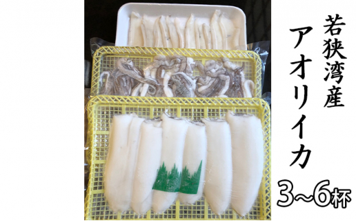 5580 0473 若狭湾産 アオリイカ 3 6杯 約1 5kg 下処理済 冷凍でお届け 福井県若狭町 ふるさと納税 ふるさとチョイス