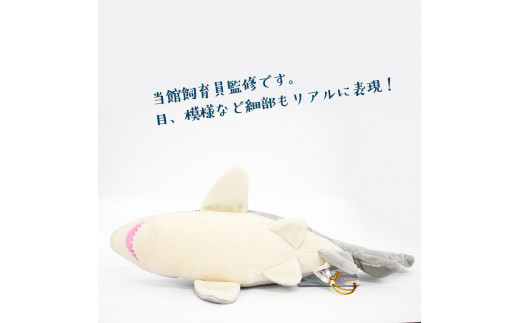 ぬいぐるみ シロワニ アクアワールド 大洗 オリジナル サメ グッズ 茨城 水族館 さめ 鮫 限定 茨城県大洗町 ふるさと納税 ふるさとチョイス