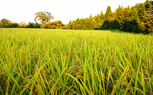 長狭地区の中でも、田んぼの場所によって味の違いが楽しめる長狭米。