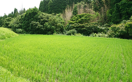 長狭地区の中でも、田んぼの場所によって味の違いが楽しめる長狭米。