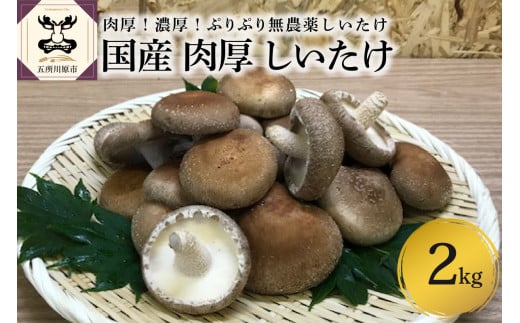 【11月より発送開始】国産 肉厚 しいたけ 2kg 無農薬 青森 新規就農者応援 【 きのこ 肉 厚 】 1064664 - 青森県五所川原市