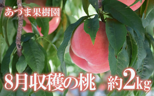 No.1758【先行予約】もも　8月収穫の桃　品種お任せ　約2kg【2024年発送】 286902 - 福島県福島市