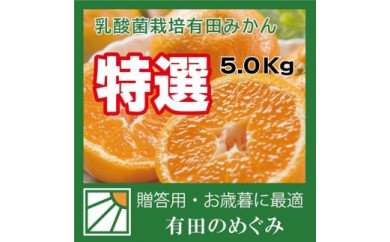 贈答用 乳酸菌栽培 有田みかん SS 10Kg