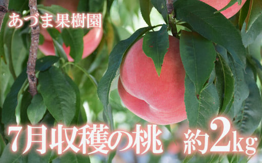 福島県福島市のふるさと納税 No.1757【先行予約】もも　7月収穫の桃　品種お任せ　約2kg【2024年発送】