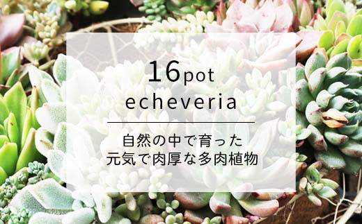 多肉植物寄せ植え 16種類おまかせセット アソート 観葉植物 癒し 22年 令和4年 唐津市唐津市 ふるさと納税 ふるさとチョイス