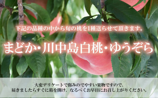 福島県福島市のふるさと納税 No.1758【先行予約】もも　8月収穫の桃　品種お任せ　約2kg【2024年発送】