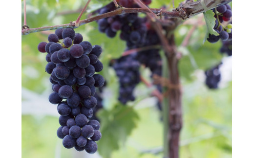 赤ワイン：ネッビオーロ5％使用。しっかりとした酸と豊富なタンニンを有し、エレガントな風味を楽しめます。