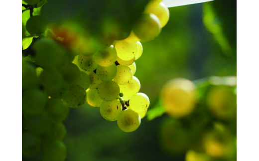 白ワイン：シャルドネ。果実味・酸味・構造の強さといったワイン用ぶどうとしての全ての要素がバランスよいぶどうです。