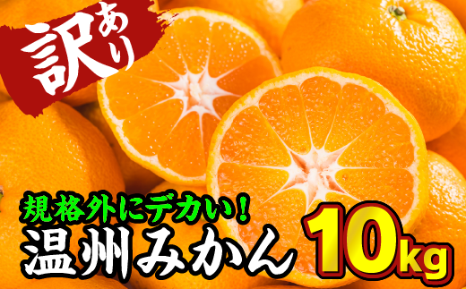 尾鷲市内人気第3位の温州みかんの規格外に「どデカイ」バージョン!
期間限定での申し込み受付となりますので、お早めにどうぞ!