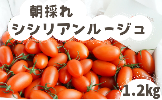 【ギフトBOX】 げんき農場 の 朝採れ シシリアンルージュ ミニトマト ギフト用 贈答用 ギフト トマト 1.2kg
