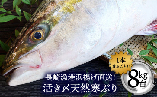 長崎近海 活き〆天然寒ぶり6Kg台（6.2Kg～6.8Kg）丸ごと1本！！＜大将