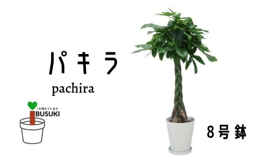 最高の品質の 鹿児島県指宿市 鹿児島県指宿市 観葉植物 パキラ7号 泉都 T 017 ふるさと納税 花 苗木 種 生花