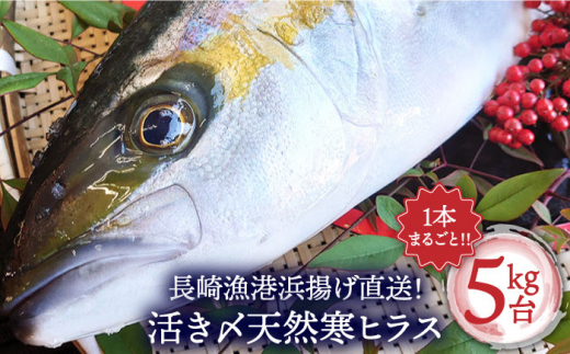 丸ごと1本！長崎近海 活き〆天然寒ヒラス（ヒラマサ）5Kg台（5.2～5.8Kg）＜大将農園＞ [LCS032]