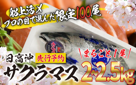 22年５月以降の日高沖どれを即配 船上活〆 まるごと１尾 2 2 5kg サクラマス 桜鱒 北海道 新ひだか町 魚介 鮮魚 北海道新ひだか町 ふるさと納税 ふるさとチョイス
