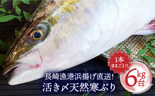 長崎近海 活き〆天然寒ぶり6Kg台（6.2Kg～6.8Kg）丸ごと1本！！＜大将