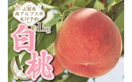 1-1-154【令和4年7月下旬から9月下旬発送予定】山梨県南アルプス市産完熟桃　白桃系　約1kg（２～５玉）　ALPEJ003 287635 - 山梨県南アルプス市