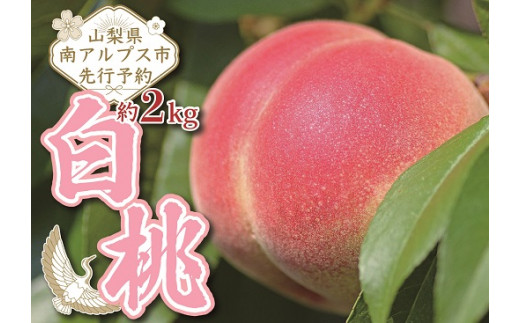 1.3-1-6【令和4年7月下旬から9月下旬発送予定】山梨県南アルプス市産完熟桃　白桃系　約２kg（４～８玉）　ALPEJ005 287637 - 山梨県南アルプス市