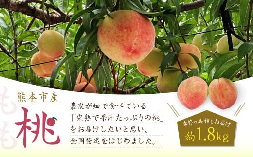 熊本市産 桃 約1.8kg 季節の品種をお届け【2025年5月下旬～7月上旬発送開始】 果物 フルーツ モモ