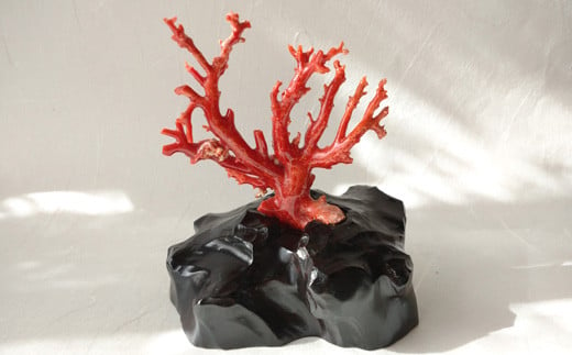 海の秘宝珊瑚：珊瑚の原木・拝見10