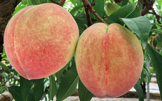 【2023年5月下旬発送開始】熊本市産 桃 約1.8kg 季節の品種をお届け 果物 フルーツ モモ