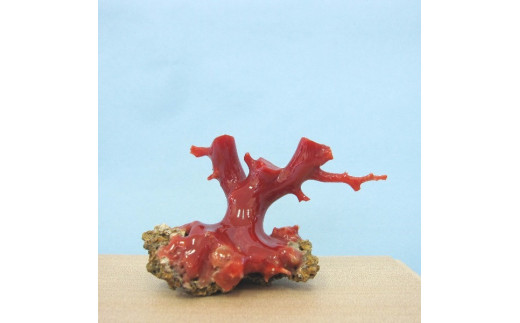 珊瑚職人館の珊瑚の原木・拝見・置物（g65） 787135 - 高知県宿毛市