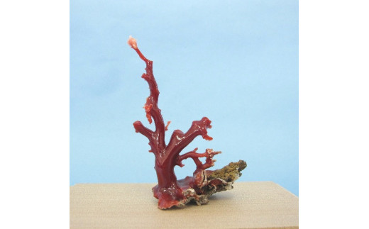 珊瑚職人館の珊瑚の原木・拝見・置物（g63） 787133 - 高知県宿毛市