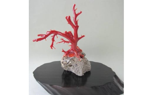 珊瑚職人館の珊瑚の原木・拝見・置物（g62） 787145 - 高知県宿毛市