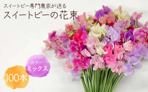 【先行予約】【生産農家直送！】スイートピー 花束 100本（ミックス）【木下農園】 [IBW004] 287857 - 佐賀県白石町