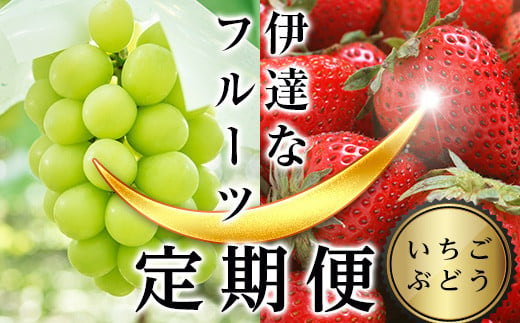 ＜2024年春から開始の定期便＞伊達なフルーツ定期便（いちご・ぶどう）果物 フルーツ 苺 イチゴ 葡萄 ブドウ 福島県 伊達市 F20C-511