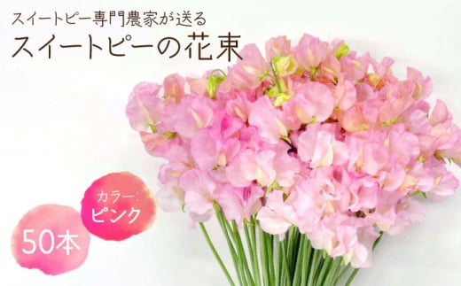 【先行予約】【生産農家直送！】スイートピー 花束 50本（ピンク）【木下農園】 [IBW002] 287924 - 佐賀県白石町