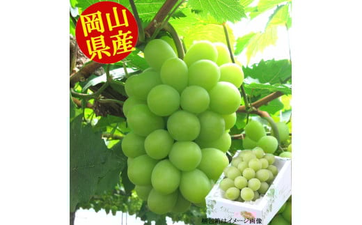 先行予約  岡山県産 マスカット （ マスカット オブ アレキサンドリア 1房750g以上） 果物 フルーツ ぶどう 令和6年産先行受付【配送不可地域あり】H-27