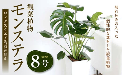 観葉植物 モンステラ 8号サイズ ロングスクエア 陶器鉢植え 鉢色 白 新生活 一人暮らし 引っ越し 160pt 大村市大村市 ふるさと納税 ふるさとチョイス