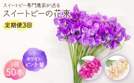 【先行予約】【生産農家直送！】【3回定期便】スイートピー 花束 50本（ホワイト・ピンク・紫）【木下農園】 [IBW007]