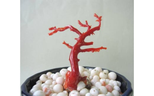 珊瑚職人館の珊瑚の原木・拝見・置物（g58） 787131 - 高知県宿毛市