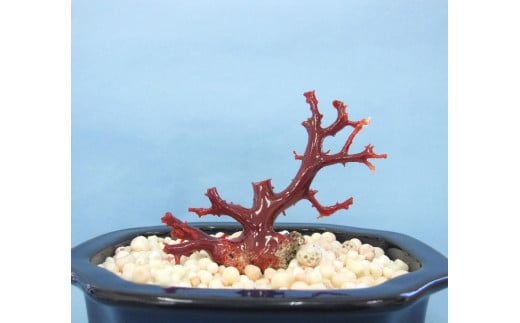 珊瑚職人館の珊瑚の原木・拝見・置物（g66）