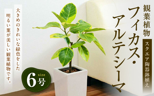 観葉植物 フィカス アルテシーマ アルテシマゴム 6号 スクエア 陶器鉢植え 鉢色 白 新生活 一人暮らし 引っ越し 80pt 長崎県大村市 ふるさとチョイス ふるさと納税サイト