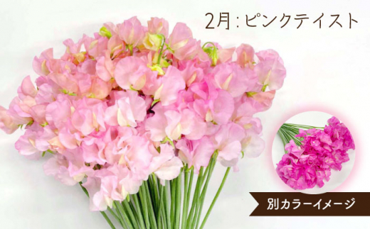 【先行予約】【生産農家直送！】【3回定期便】スイートピー 花束 50本（ホワイト・ピンク・紫）【木下農園】 [IBW007]