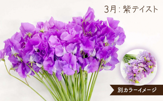 先行予約】【生産農家直送！】【3回定期便】スイートピー 花束 50本