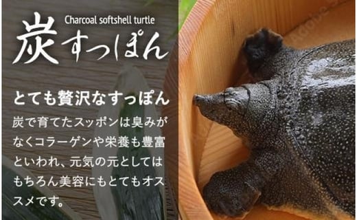 世界初 チャコールすっぽん鍋セット 鹿児島県大崎町 ふるさと納税 ふるさとチョイス