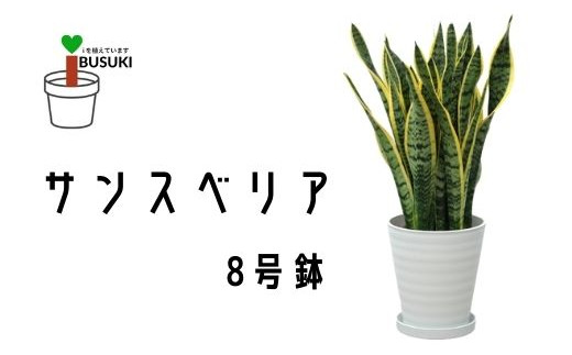 観葉植物 サンスベリア8号 泉都 鹿児島県指宿市 ふるさと納税 ふるさとチョイス