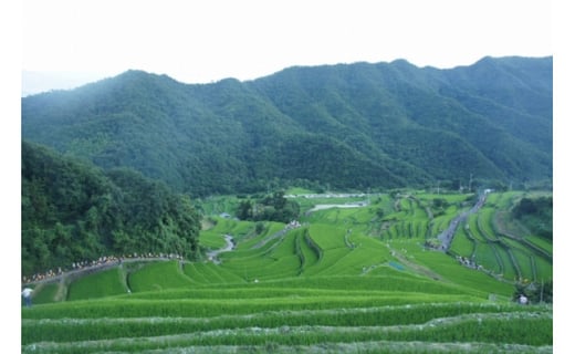 小豆島 中山千枚田の棚田米 白米 ５キロ 香川県小豆島町 ふるさと納税 ふるさとチョイス