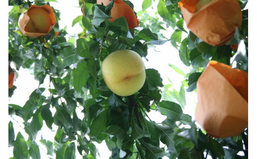 岡山県新見産の「清水白桃」と「黄金桃（ロイヤル）」を使用しています。