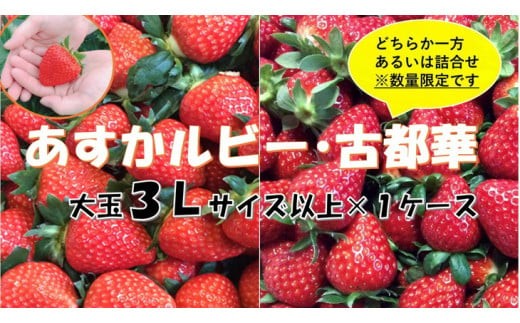 橿原市1位、奈良県2位の実績 毎年大好評の甘い美味しい大粒苺(3L以上のあすかルビー・古都華(ことか))◇ ※発送前に電話連絡あり ※2025年1月より順次発送予定 ※北海道・沖縄・離島への配送不可