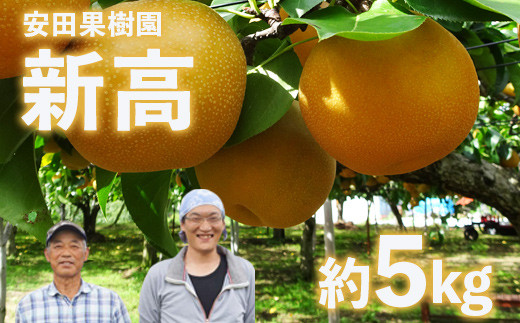 No.1798【先行予約】安田果樹園 梨 新高 約5kg【2023年発送】 289104 - 福島県福島市
