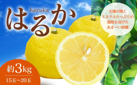 はるか 約3kg（15玉～20玉）吉田レモニー みかん 柑橘