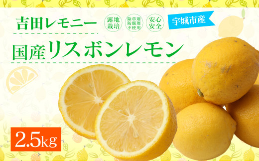 国産リスボンレモン 約2 5kg 吉田レモニー 檸檬 柑橘 11月上旬 順次発送予定 熊本県宇城市 ふるさと納税 ふるさとチョイス