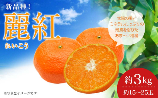 麗紅 約3kg（15～25玉）吉田レモニー みかん 柑橘