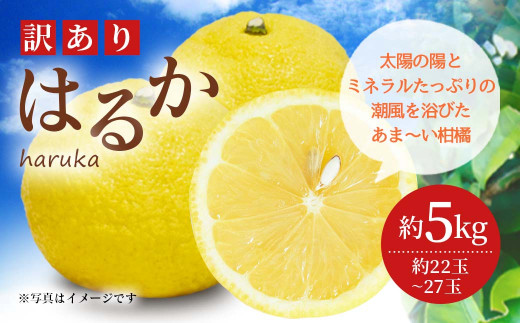 訳あり はるか 約5kg（22玉～27玉）吉田レモニー みかん 柑橘