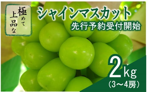 2023年9月より順次発送＞山梨県産 極めて上品なシャインマスカット(3