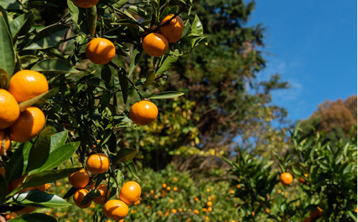 西田農園の柑橘類は、瀬戸内のミネラルたっぷりの海風と太陽の光を燦々と受けた大崎上島特有の段々畑で育てられます。